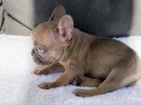 Lexi, a female French Bulldog for sale in Utica, NY – 2 of 6