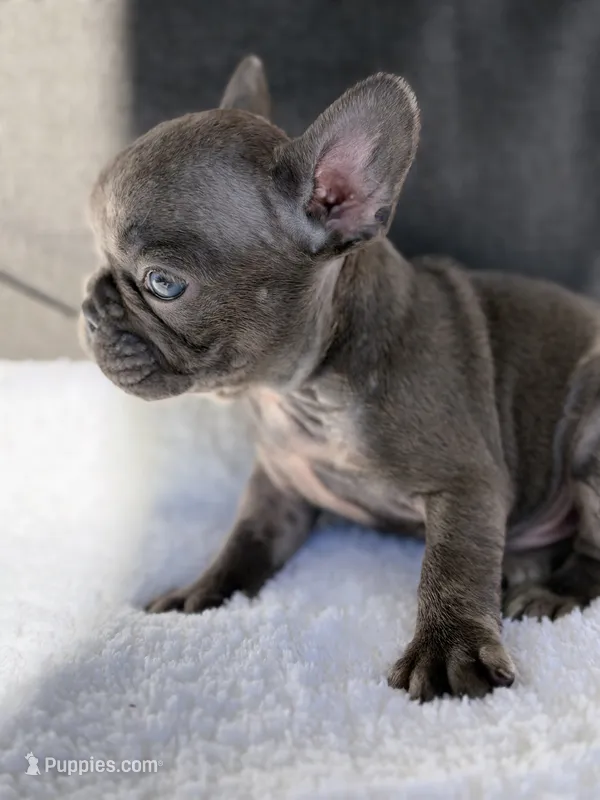 Scooter  – French Bulldog puppy for sale in Utica, NY