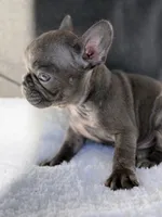 Scooter , a male French Bulldog for sale in Utica, NY – 1 of 7