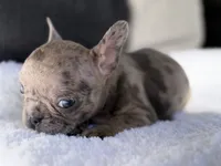 Chloe, a female French Bulldog for sale in Utica, NY – 3 of 4