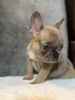 Riley , a male French Bulldog for sale in Utica, NY – 7 of 10