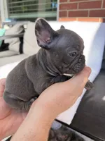 Scooter , a male French Bulldog for sale in Utica, NY – 5 of 7