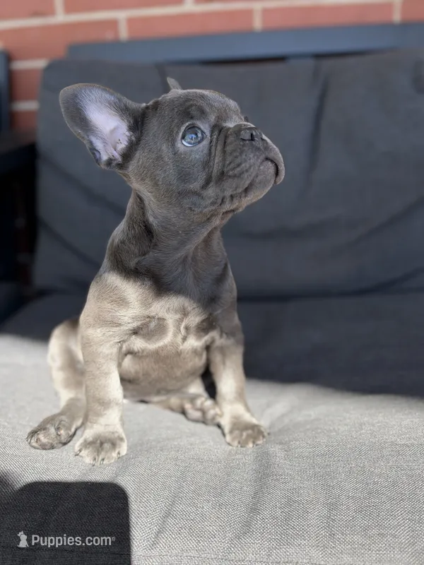 Gigi – French Bulldog puppy for sale in Utica, NY