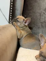 Chloe, a female French Bulldog for sale in Utica, NY – 3 of 10