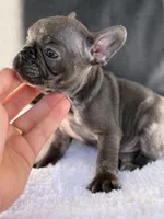 Scooter , a male French Bulldog for sale in Utica, NY – 7 of 7