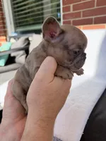 Luther , a male French Bulldog for sale in Utica, NY – 3 of 7