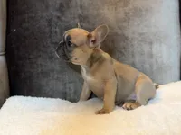 Chloe, a female French Bulldog for sale in Utica, NY – 4 of 10
