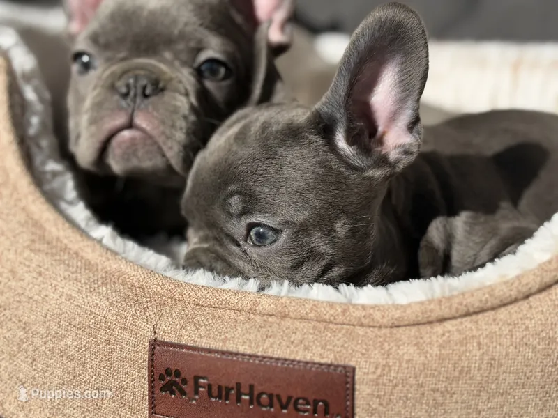 Gigi – French Bulldog puppy for sale in Utica, NY