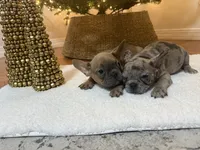 Lexi, a female French Bulldog for sale in Utica, NY – Photo 2 of 6