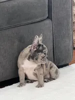 Lexi, a female French Bulldog for sale in Utica, NY – Photo 1 of 6