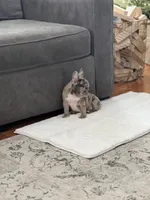 Lexi, a female French Bulldog for sale in Utica, NY – Photo 4 of 6