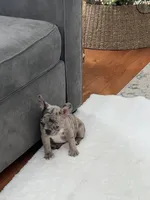 Lexi, a female French Bulldog for sale in Utica, NY – Photo 5 of 6
