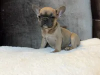 Chloe, a female French Bulldog for sale in Utica, NY – 10 of 10