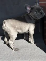 Gigi, a female French Bulldog for sale in Utica, NY – 5 of 10