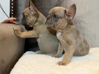 Riley , a male French Bulldog for sale in Utica, NY – 5 of 10