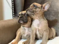 Riley , a male French Bulldog for sale in Utica, NY – 4 of 10