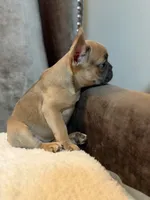 Chloe, a female French Bulldog for sale in Utica, NY – 2 of 10