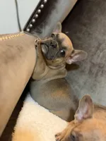 Chloe, a female French Bulldog for sale in Utica, NY – 7 of 10