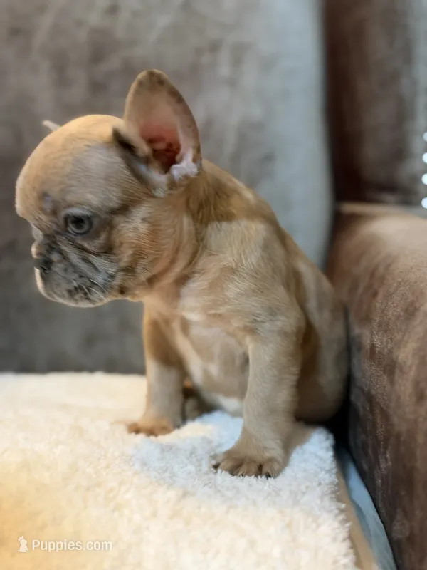 Riley  – French Bulldog puppy for sale in Utica, NY