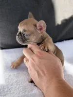 Lexi, a female French Bulldog for sale in Utica, NY – 1 of 6