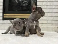 Jethro , a male French Bulldog for sale in Utica, NY – Photo 8 of 9