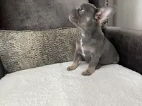 Jethro , a male French Bulldog for sale in Utica, NY – Photo 1 of 9