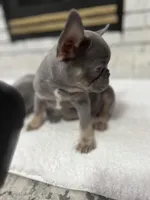 Jethro , a male French Bulldog for sale in Utica, NY – Photo 5 of 9