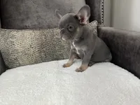 Jethro , a male French Bulldog for sale in Utica, NY – Photo 4 of 9