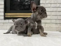 Jethro , a male French Bulldog for sale in Utica, NY – Photo 2 of 9