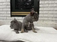 Jethro , a male French Bulldog for sale in Utica, NY – Photo 6 of 9