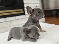 Jethro , a male French Bulldog for sale in Utica, NY – Photo 7 of 9