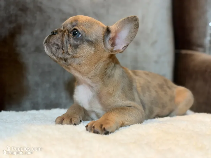 Riley  – French Bulldog puppy for sale in Utica, NY