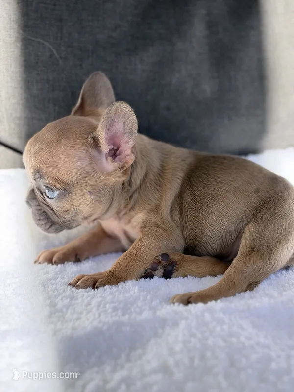 Lexi – French Bulldog puppy for sale in Utica, NY