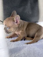 Lexi, a female French Bulldog for sale in Utica, NY – 3 of 6