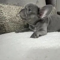 Maverick , a male French Bulldog for sale in Utica, NY – Photo 1 of 5