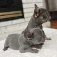 Maverick , a male French Bulldog for sale in Utica, NY – Photo 4 of 5