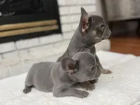 Maverick , a male French Bulldog for sale in Utica, NY – Photo 4 of 5