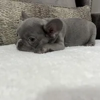 Maverick , a male French Bulldog for sale in Utica, NY – Photo 5 of 5