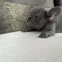 Maverick , a male French Bulldog for sale in Utica, NY – Photo 2 of 5