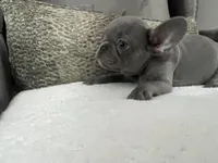 Maverick , a male French Bulldog for sale in Utica, NY – Photo 2 of 5