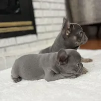 Maverick , a male French Bulldog for sale in Utica, NY – Photo 3 of 5