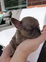 Luther , a male French Bulldog for sale in Utica, NY – 6 of 7