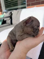 Luther , a male French Bulldog for sale in Utica, NY – 2 of 7