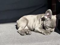 Gigi, a female French Bulldog for sale in Utica, NY – 10 of 10