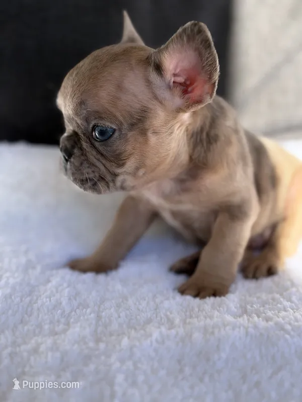 Luther  – French Bulldog puppy for sale in Utica, NY