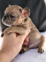 Luther , a male French Bulldog for sale in Utica, NY – 5 of 7