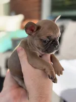Lexi, a female French Bulldog for sale in Utica, NY – 5 of 6