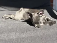 Gigi, a female French Bulldog for sale in Utica, NY – 4 of 10