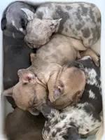 Chloe, a female French Bulldog for sale in Utica, NY – 4 of 4