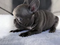 Scooter , a male French Bulldog for sale in Utica, NY – 2 of 7